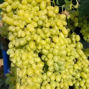 BINGKAI foto anggur jenis HELIODOR