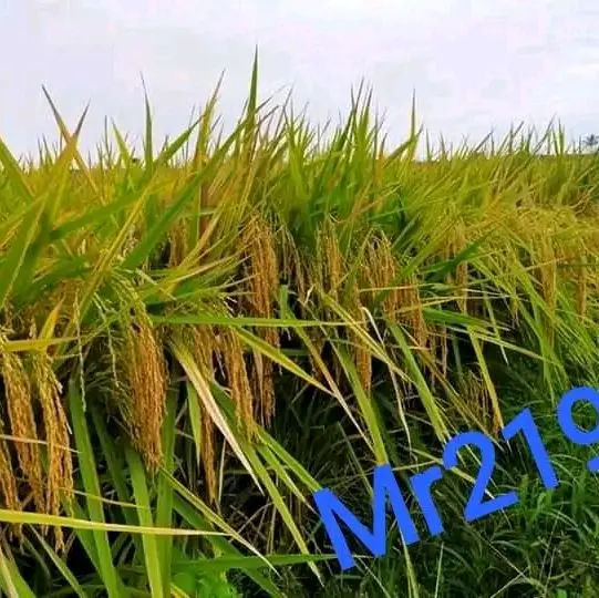 1kg Benih padi MR219 jumbo 1