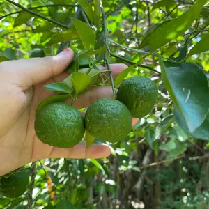 JERUK LIMAU/JERUK SAMBAL JUMBO FRESH (DIPETIK KETIKA DIPESAN)