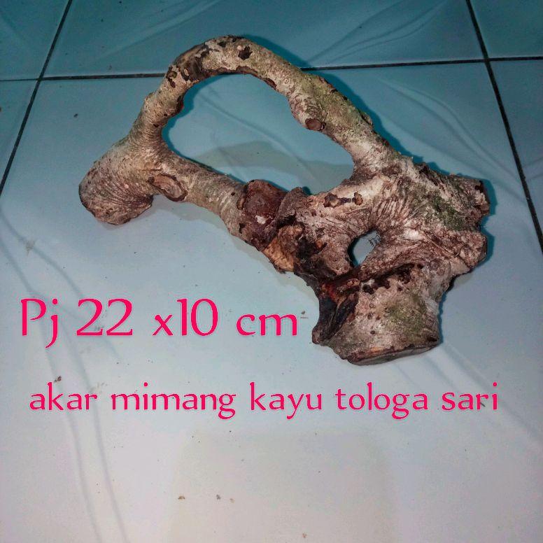 akar mimang asli alami kolelksi