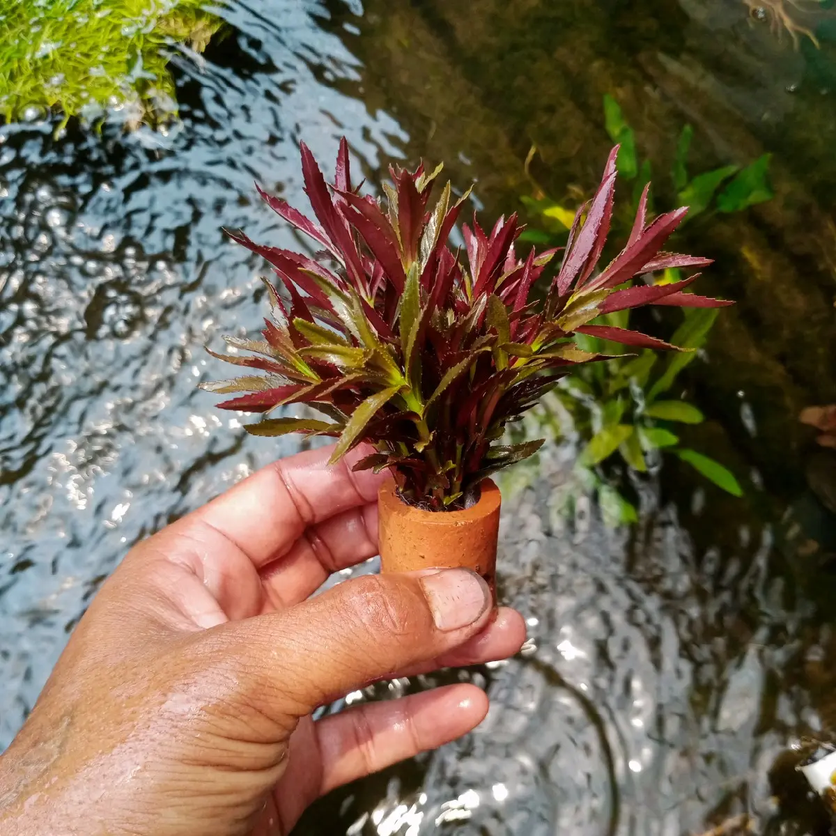 Tanaman sintetik aromatika hiasan akuarium