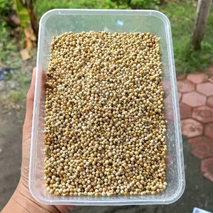 Ketumbar Asli Good Quality Kualitas Bagus Pilihan Tepat untuk Kebutuhan Anda