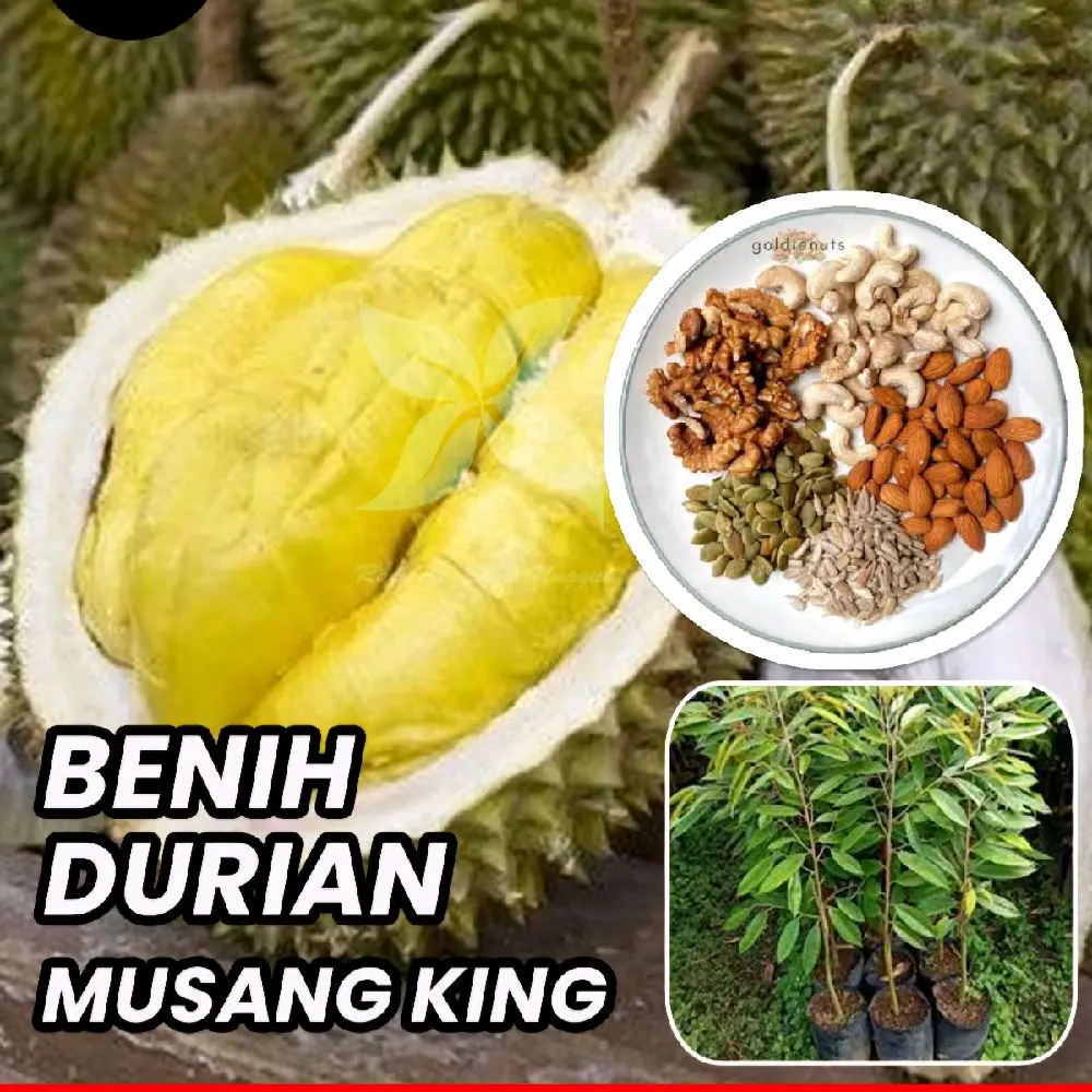 Paket Benih BBT Durian Musangking kaki 1 dan kaki 3 (Siap Tanam dan Cepat Panen) pupuk  durian