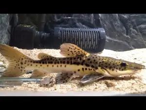 LEOPARD CATPISH ( ukuran 5-7cm )  - Dekorasi akuarium aquascape ( AKARA )