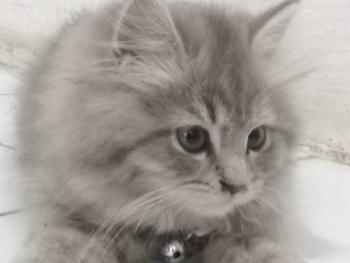 Product Review of Kalung Kucing Bahan Kulit Bisa Costum Nama from c**e 2