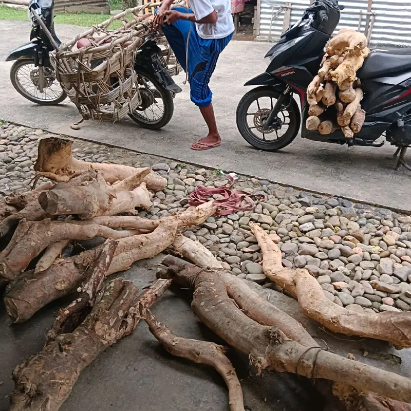 asli dari akar pasak bumi alami 1kg 2