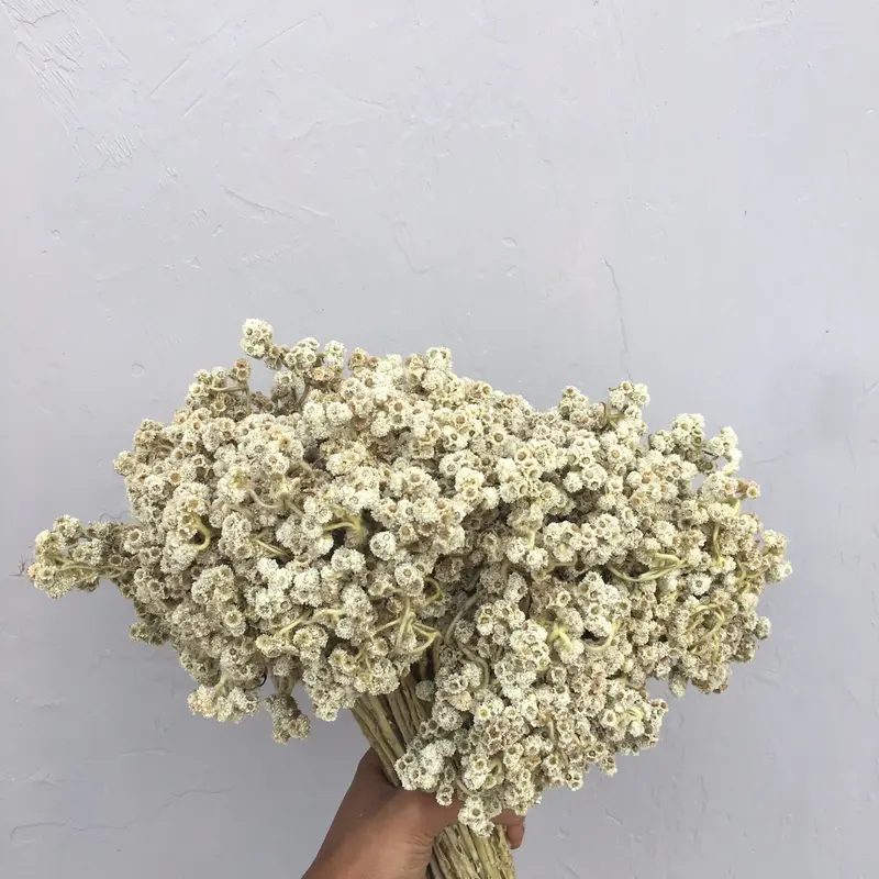 Bunga edelweis/bunga abadi/bunga gunung/bunga kering/bunga bromo/bunga buket/bunga hiasan buket/bunga untuk buket/bunga rustic/bunga dekorasi 4