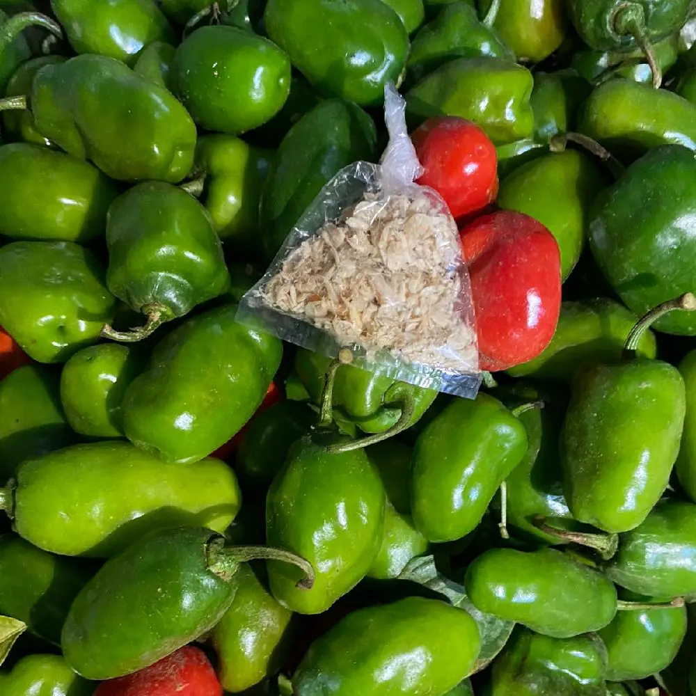 (free ebi) Cabe gendot fresh dari dataran tinggi dieng