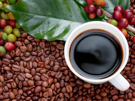 5 Bibit Benih Kopi Robusta Super Unggul 5