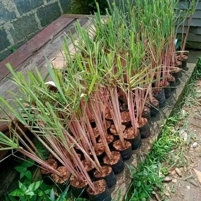 Bibit sereh wangi per satu polybag / serai merah, khasiat jamu siap tanam