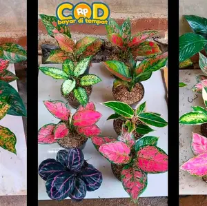 PAKET AGLONEMA 8 POHON TERBARU DAN TERLARIS