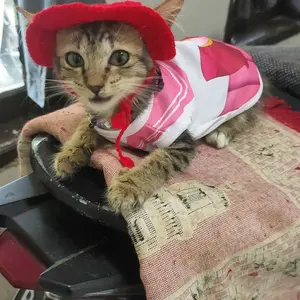 Baju Kucing Anjing Size Jumbo Kostum Sailor Chibi Moon Dress Sailormoon Pink Untuk Kucing Anak Kambing