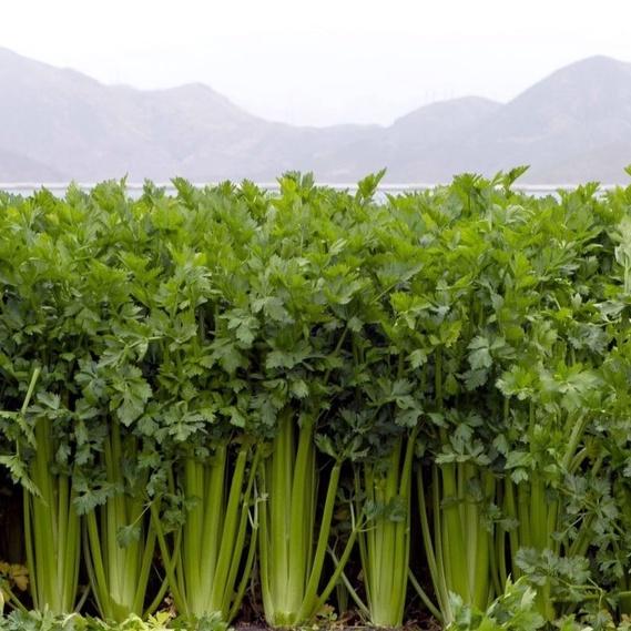 250 Bibit Seledri Batang Besar Tall Utah Benih Tanaman Sayuran Celery Stick Premium Super Unggul 2