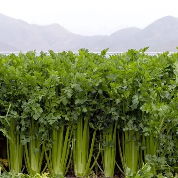 250 Bibit Seledri Batang Besar Tall Utah Benih Tanaman Sayuran Celery Stick Premium Super Unggul 2