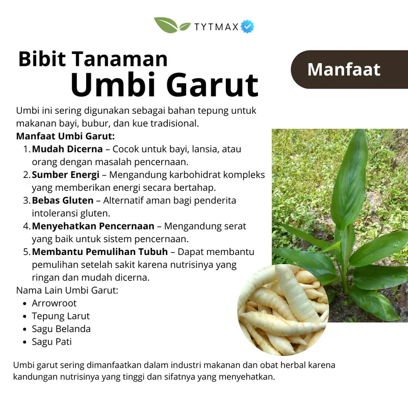 Bibit Umbi Garut Super! Bonus Umbi & Pupuk Kompos (Stok Terbatas jika ada) Harga Per Bibit Tanaman 2