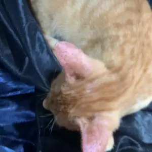 Papan Garuk Kucing Mainan M12/M13 Cat Scratch Board Extra Tebal Garukan Hewan Peliharaan