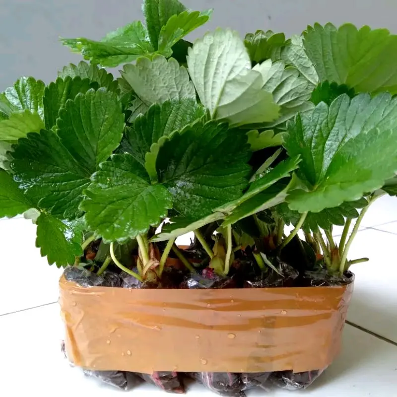 Paket 3 Pohon Bibit Strawberry California Siap Tanam