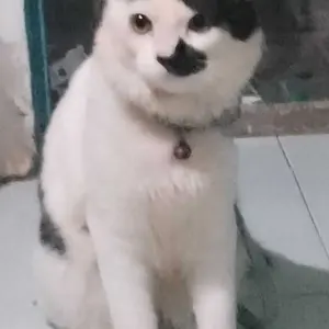 CHIYO Makanan Kucing Basah/ Wetfood Cemilan Stik/ Pet Strip Kucing