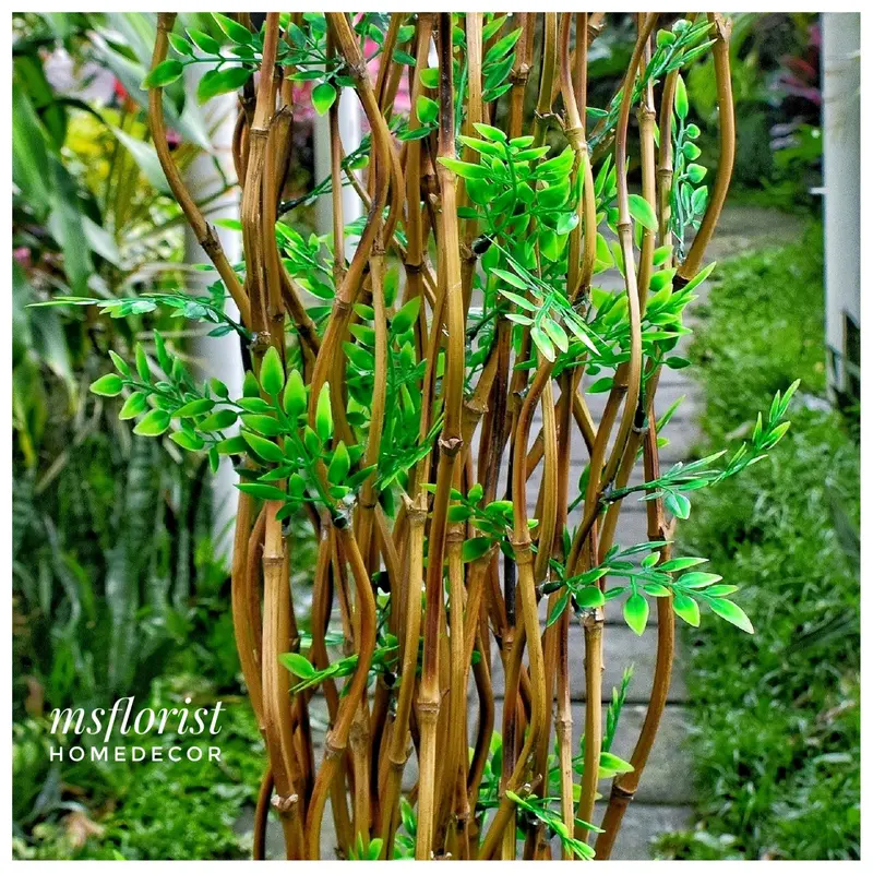 10 Btg Bambu Ulir Cendani Daun Cordelia 142 cm Tanpa Pot - Dekorasi Shabby Warna Natural 5