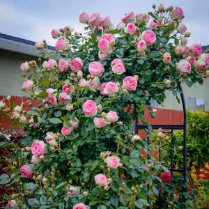 Rosa Trepadora Multicolor 50 Granos Alta Tasa de Germinación Floración Abundante Ideal para Jardinería Vertical y Espacios Exteriores