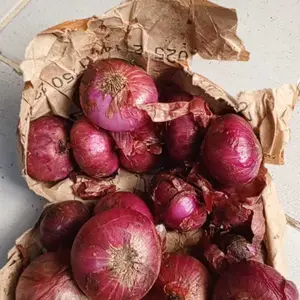 Bawang merah india 1 kg bawang merah