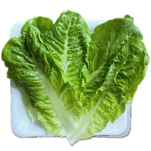 XTRA Sayur Romaine / Wansui / Jeruk salad thailand