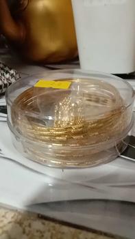 Product Review of gelang kroncong set 12 motip bambu 6 motip cantik maret edisi eid mubarok mewah Emas Gold from 💐**a F**🍄 2