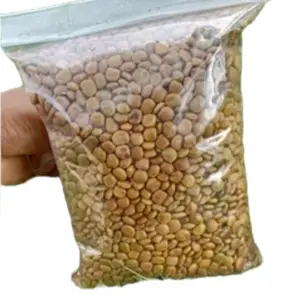 100 Biji Benih bengkoang super