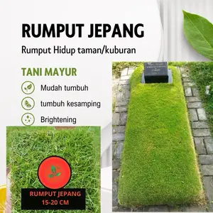 Rumput jepang ecer rumput kuburan rumput taman rumput malang