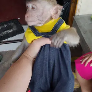 baju hewan monyet ,danim, model oper all