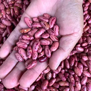 Kacang Merah kwalitas Super 1 kg