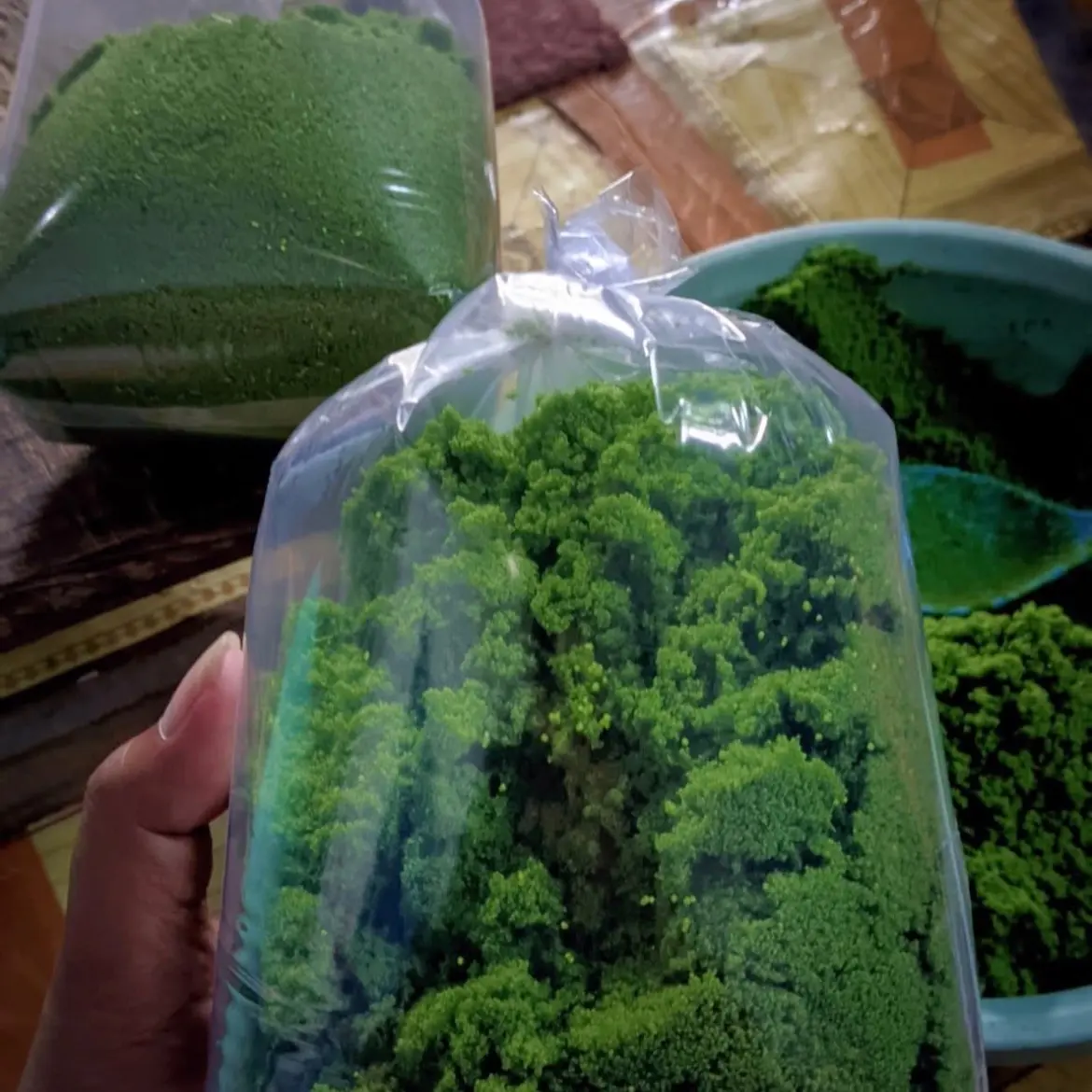 Bibit wolffia wolfia kemasan 100 gram bibit wolfia wolfia super buat pakan alternatif ikan dan unggas