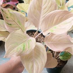 Jual Aglaonema Bidadari Terbaik - Harga Murah Juni 2026 & Cicil 0% |  Tokopedia