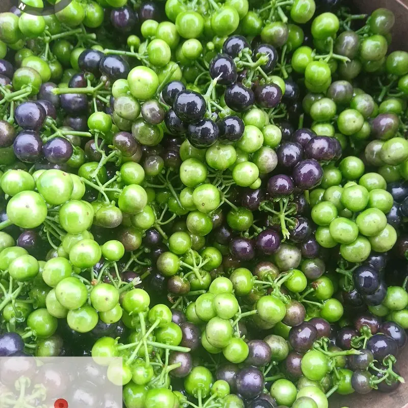 buah lenca bagi yg hoby bisa langsung pesan atau datang langsung Wijen 0