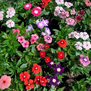 Bunga VINCA IMPORT BERBUNGA - Vinca Tapak Dara Import - Bunga Vinca Tanaman Bibit Gantung