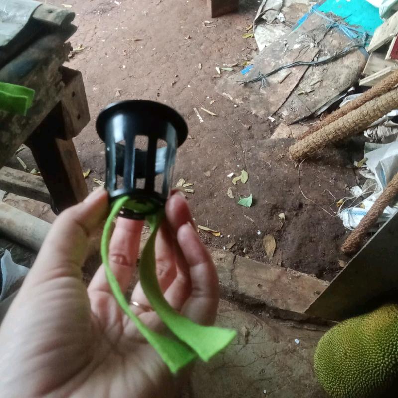 Pot Net dan Kain Flanel untuk Sistem Tanam Hidroponik dengan Ukuran Netpot 5Cm dan Panjang Kain 25Cm - Tanaman 1