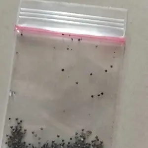 300 BUTIR BENIH BUNGA MOSSROSE PORTULACA DOUBLE MIX Biji