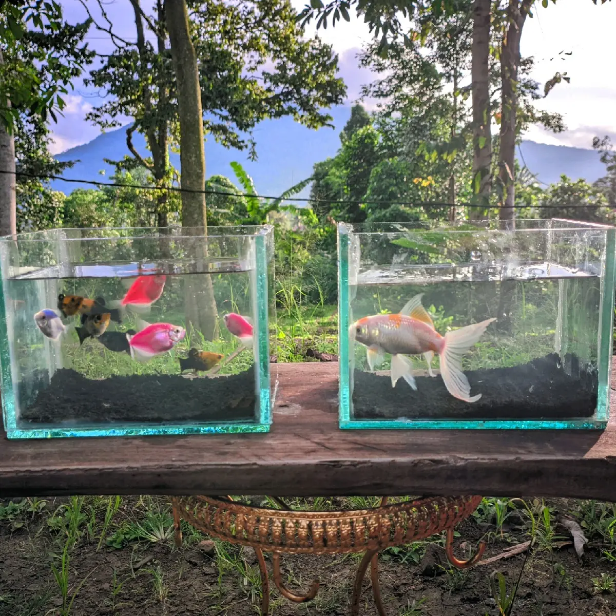 SOLITER AQUARIUM MINI 15X10X10 UNTUK IKAN-MOLY CUPANG IKAN HIAS GLOW FISH