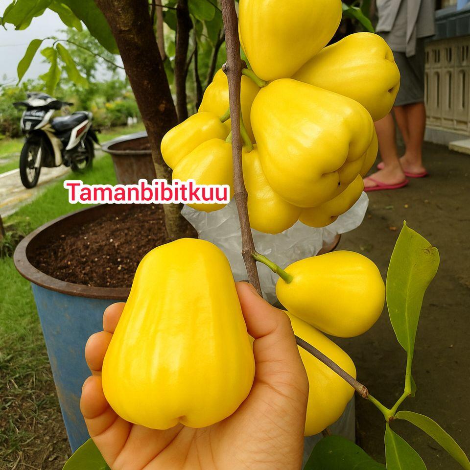 Bibit Jambu Air Madu Kuning Okulasi Pendek Cepat Buahnya