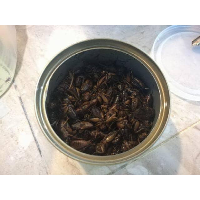 Canned Cricket Farm Raised 35gram for Aquarium Fish Lizard Snake Bird Frog Turtle Tortoise Hedgehog Cengkerik Tin Ikan