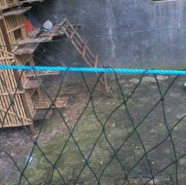 Jaring Ternak panjang  1 M X 20 - 25 M 0
