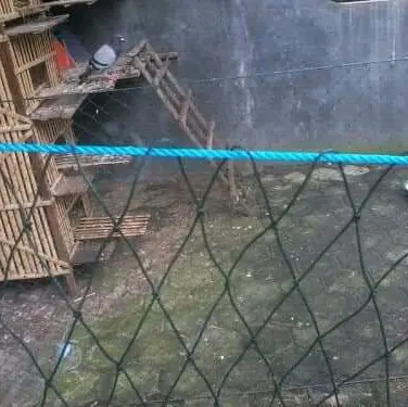 Jaring Ternak panjang  1 M X 20 - 25 M 0