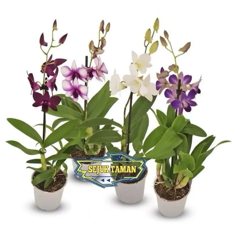 ￼PROMO!!ANGGREK DENDROBIUM DEWASA / BUNGA ANGGREK DENDROBIUM DEWASA Tanaman anggrek