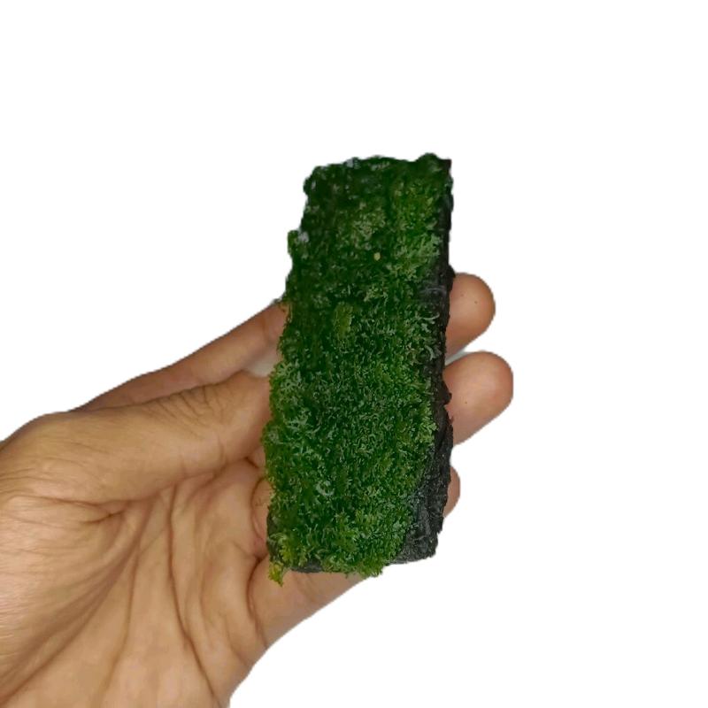 Pakis/Lempeng Hiasan Akuarium Dekorasi Aquascape Replika Mos Ricardia Media 2