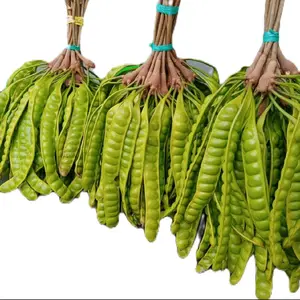 PETE TUA UKURAN STANDAR ISI 15 PAPAN/PETE SEGAR PILIHAN/PROMO PETE MURAH/PETE SUPER/SAYURAN SEGAR/PETE WONOGIRI/PETAI/PETE PADI/ Kecombrang