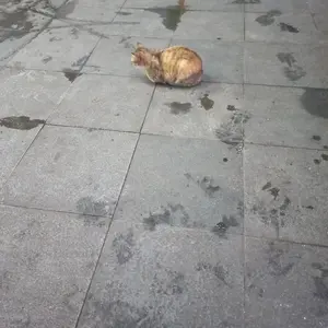 12 Liter BONBON Cat Sand Pasir Kucing Gumpal Wangi Anti Bakteri Aroma buah dan bunga