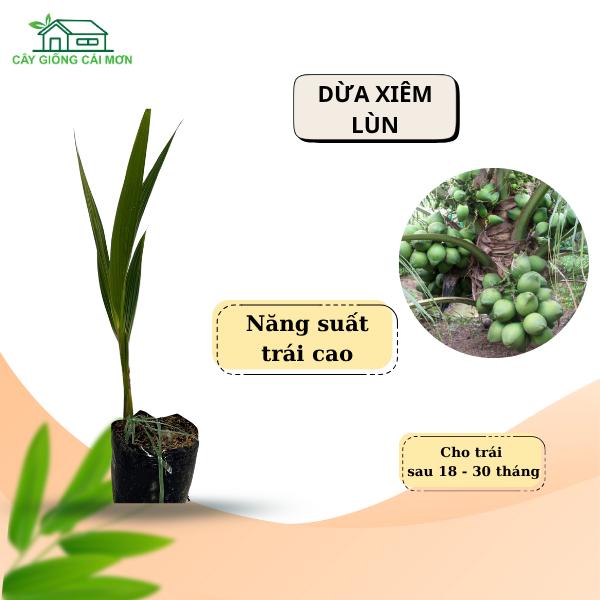 Cây giống Dừa xiêm lùn cây dễ trồng dễ chăm sóc