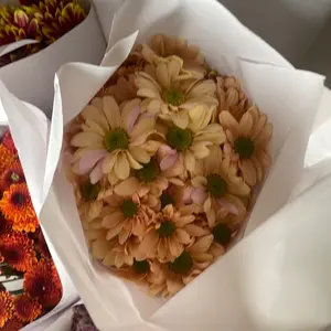 Bunga Potong Aster murah varian warna per iket isi 10 tangkai