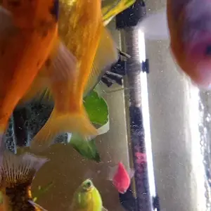 Pemanas Air Aquarium HEATER Rosston 25W, 50W, 75W, 100W