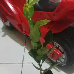 Bibit Tanaman Jeruk Purut Pohon Jeruk Purut ( Citrus hystrix )